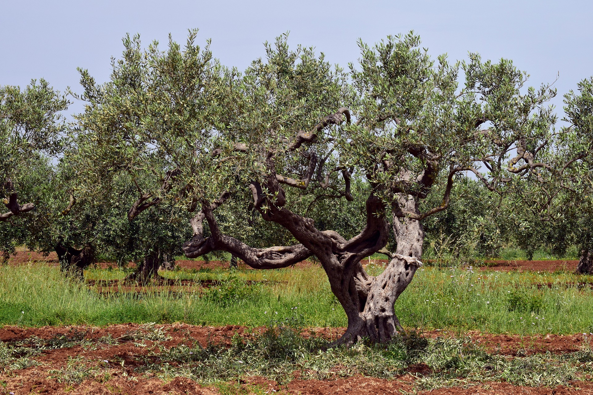 Un bel olivier et son tronc noueux
