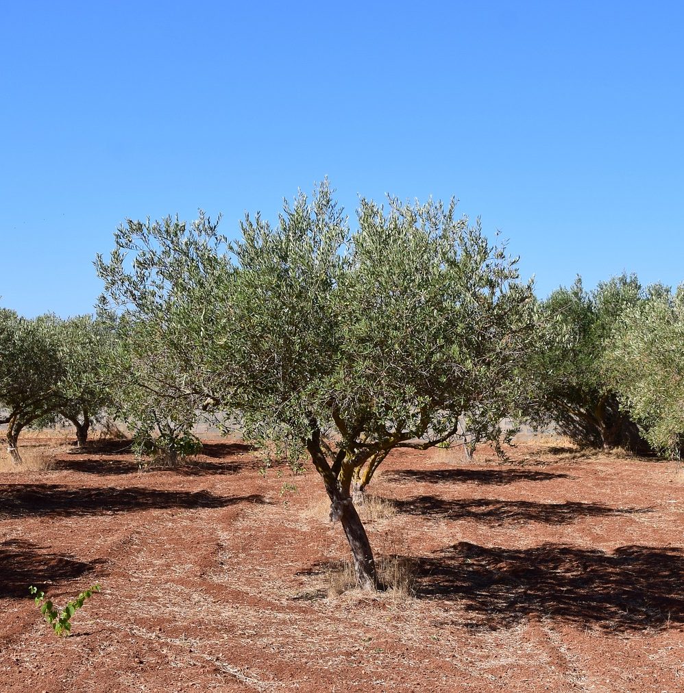 Un olivier sous le soleil tapant du Sud